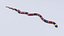 3D Animated Eastern Coral Snake