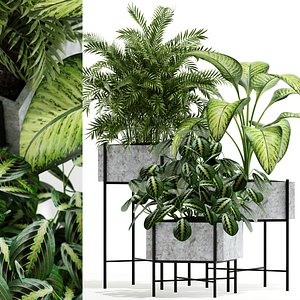 Plants collection 143 Opalo