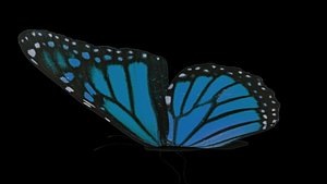 Butterfly 3D model