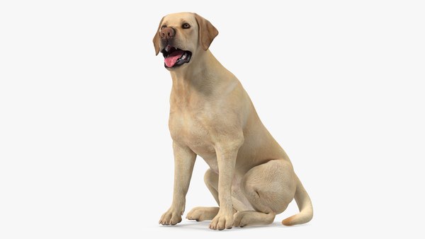 modèle 3D de Chien Labrador Blanc Assis - TurboSquid 1824297