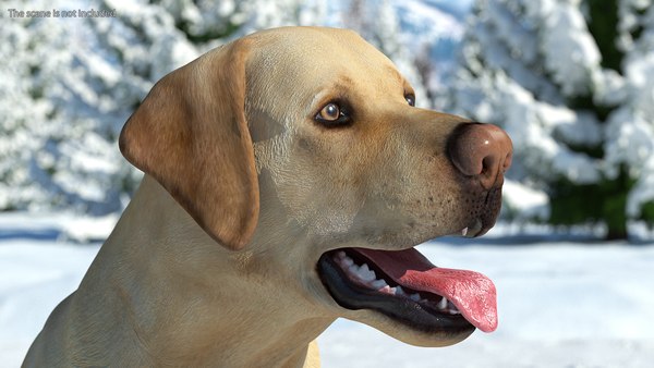 modèle 3D de Chien Labrador Blanc Assis - TurboSquid 1824297