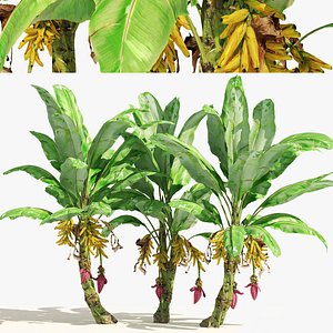 3D Banana tree plant cluster