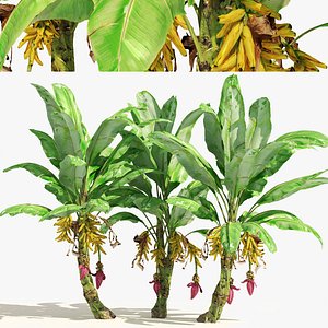 Banana tree plant cluster
