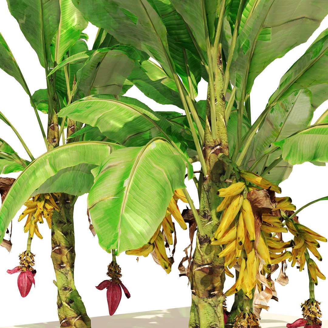 3D Banana tree plant cluster https://p.turbosquid.com/ts-thumb/Qa/GgoNrx/Bj/03pp/jpg/1656980803/1920x1080/fit_q87/860003d1624ee640de525e130df0e21067cd5ea3/03pp.jpg