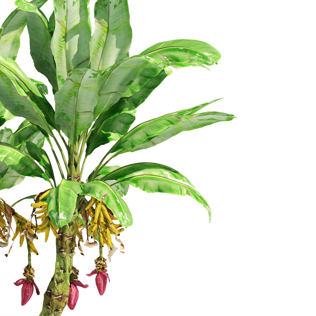 3D Banana tree plant cluster https://p.turbosquid.com/ts-thumb/Qa/GgoNrx/O7/05pp/jpg/1656980802/1920x1080/fit_q87/7a2496265de5ffe8034ecb0ccdb3e5086168617e/05pp.jpg
