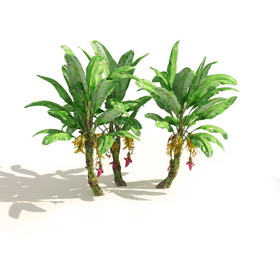 3D Banana tree plant cluster https://p.turbosquid.com/ts-thumb/Qa/GgoNrx/P7/01pp/jpg/1656980800/1920x1080/fit_q87/f5705f934118a73c998de3019be7f76e469385d8/01pp.jpg
