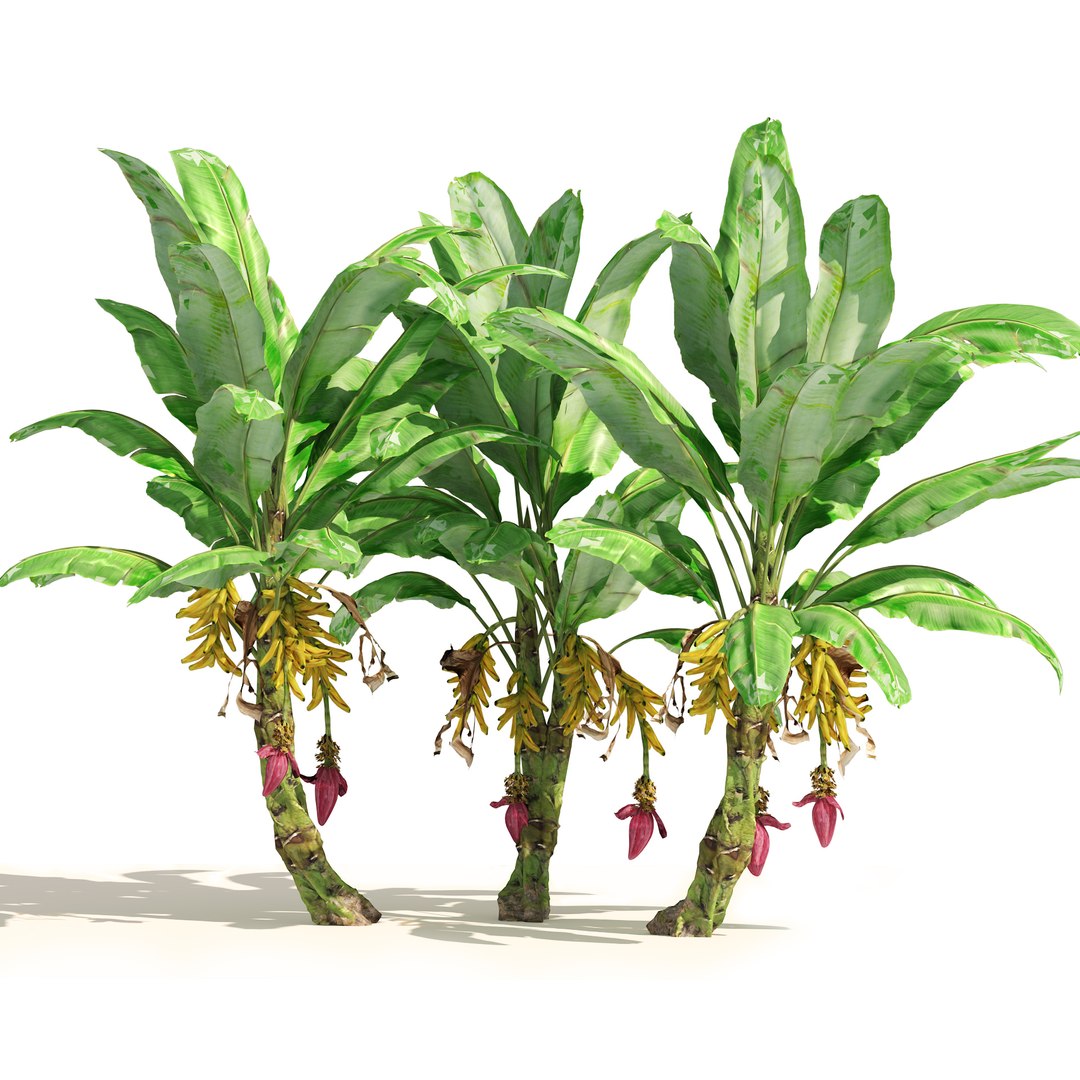 3D Banana tree plant cluster https://p.turbosquid.com/ts-thumb/Qa/GgoNrx/QA/02pp/jpg/1656980802/1920x1080/fit_q87/4248e5a3ba289bc482074ad277cb6fb52629202f/02pp.jpg