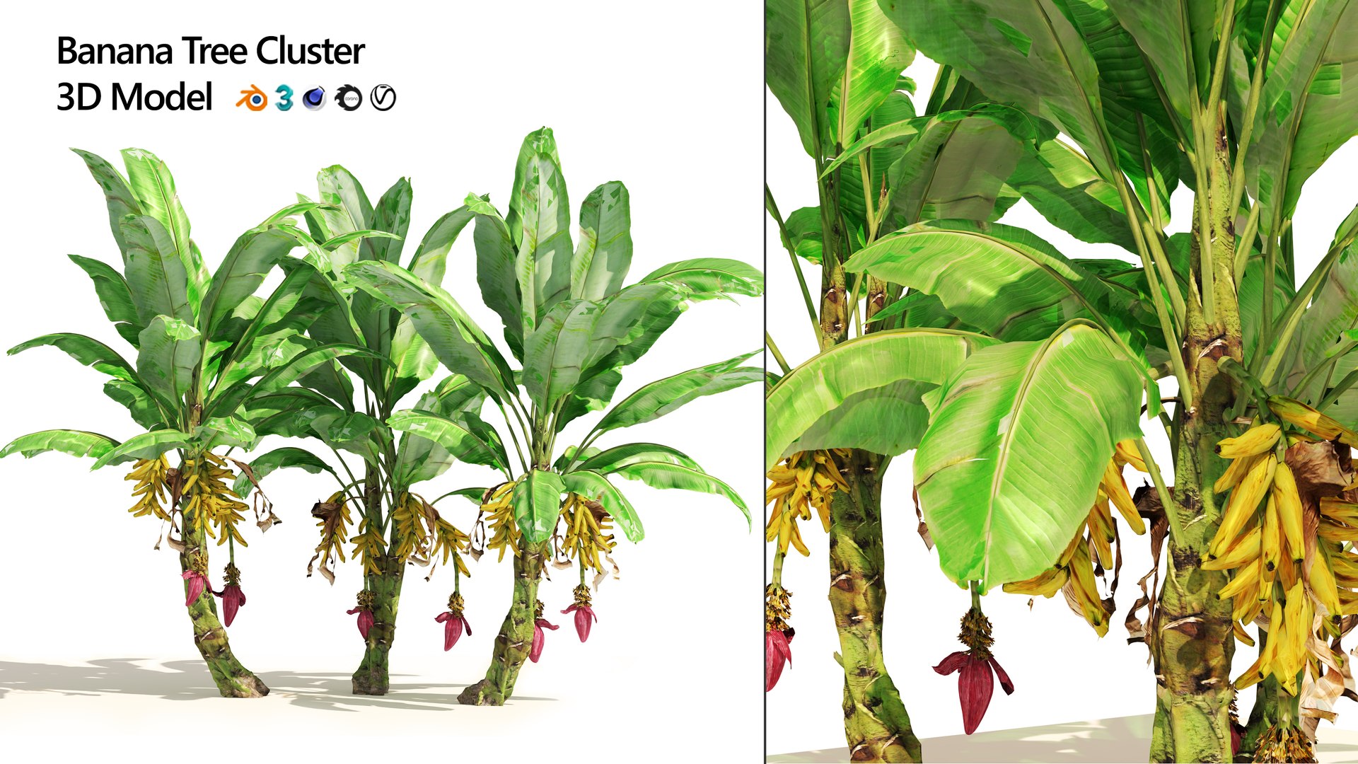 3D Banana tree plant cluster https://p.turbosquid.com/ts-thumb/Qa/GgoNrx/yU/artcover/jpg/1656981088/1920x1080/fit_q87/fe3b0039797c9e208658129325858393d19aa03c/artcover.jpg