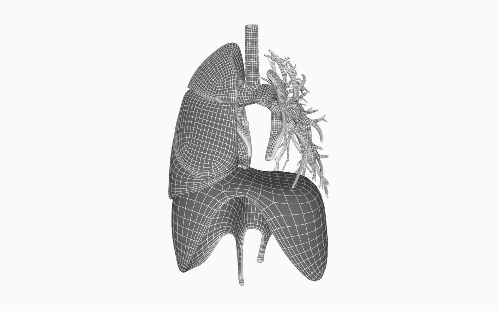3D model anatomically lungs bronchi https://p.turbosquid.com/ts-thumb/Qa/K4ZAcP/4wkeHFID/wireframe/png/1525380153/1920x1080/fit_q87/9a0479e379604479a604c6aa511662a22e1c06c1/wireframe.jpg