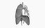 Fully Animated Lungs