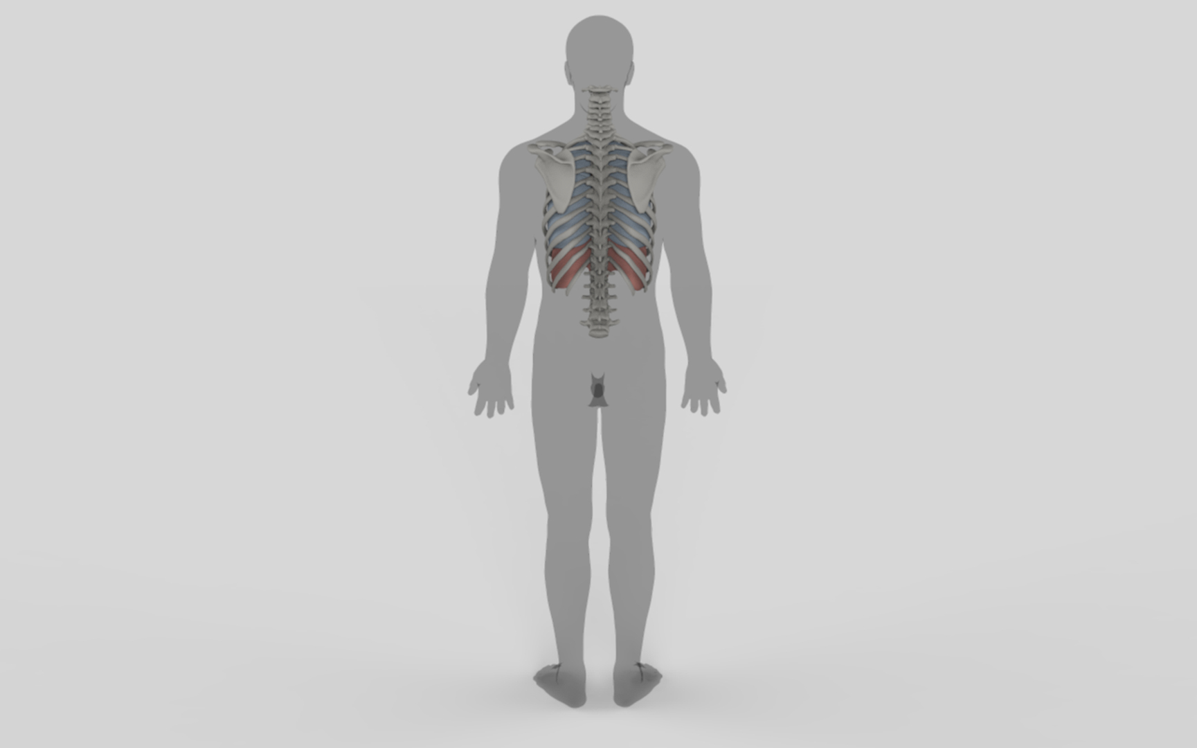 3D model anatomically lungs bronchi https://p.turbosquid.com/ts-thumb/Qa/K4ZAcP/DlLVZwoa/tt/png/1525380123/1920x1080/turn_fit_q99/81278e6cdcec53745b0e668d1ac9eed2c4571d29/tt-1.jpg