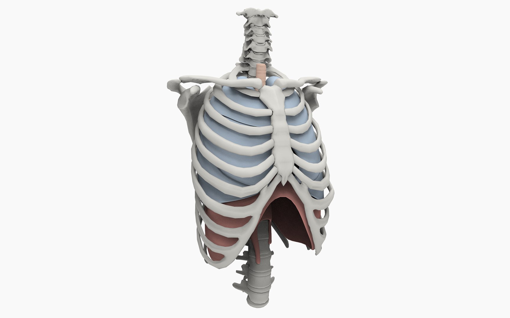 3D model anatomically lungs bronchi https://p.turbosquid.com/ts-thumb/Qa/K4ZAcP/Pgm7Sr8p/lungs_xr.17/png/1525380153/1920x1080/fit_q87/fd0cafcb0ce2b4c5599f322b7efd68380db954cb/lungs_xr.17.jpg