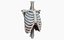 Fully Animated Lungs
