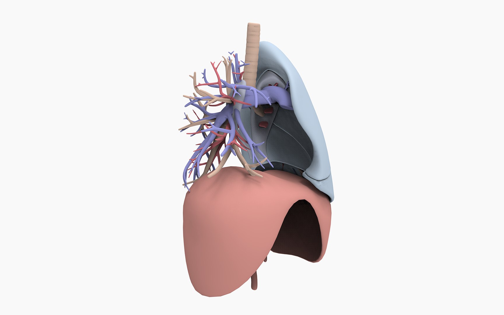 3D model anatomically lungs bronchi https://p.turbosquid.com/ts-thumb/Qa/K4ZAcP/Q2svZxoi/lungs_xr.20/png/1525380153/1920x1080/fit_q87/31c5afb98a479ff93c765489d88a31849711e23e/lungs_xr.20.jpg