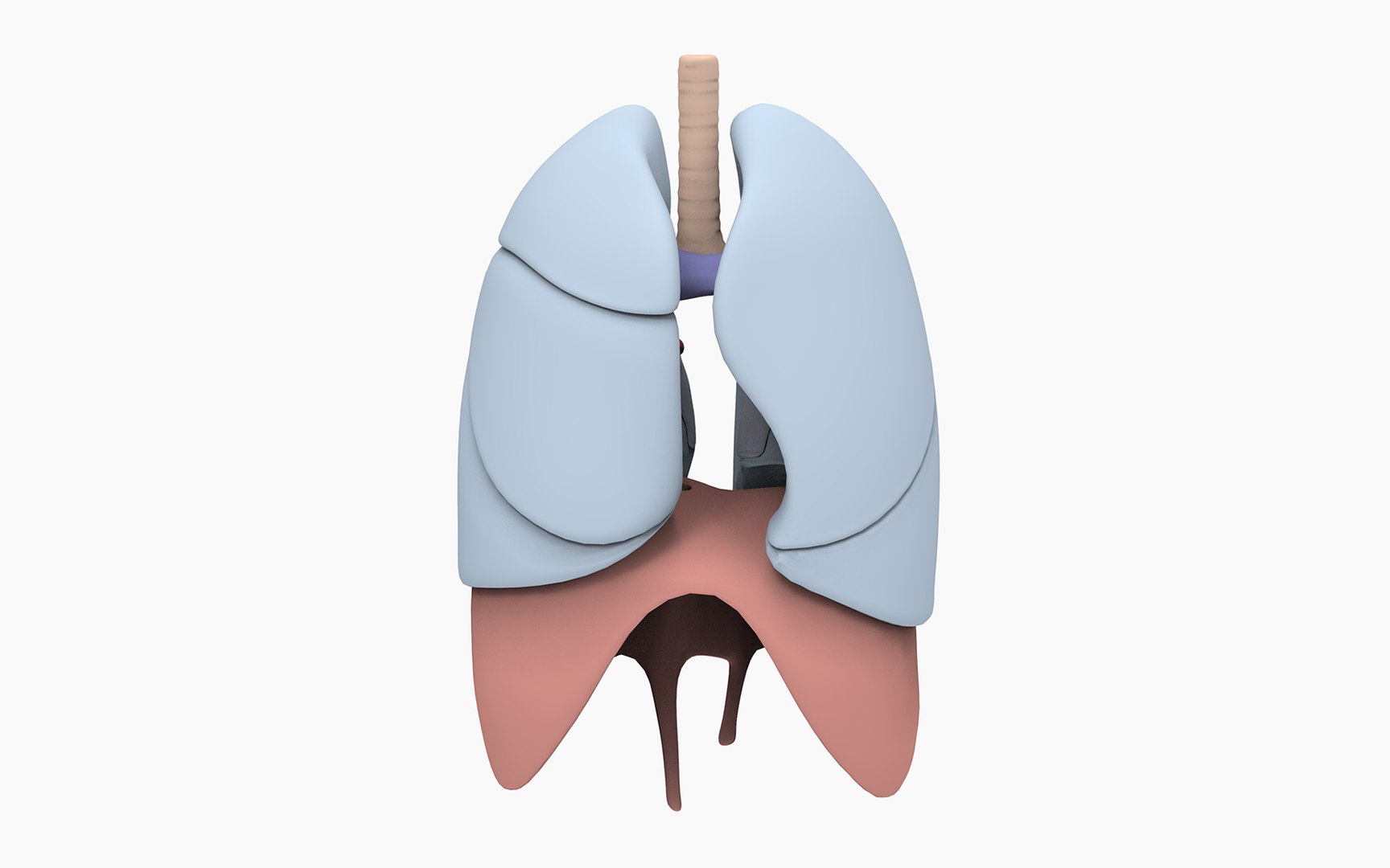 3D model anatomically lungs bronchi https://p.turbosquid.com/ts-thumb/Qa/K4ZAcP/SYBylluo/lungs_xr.18/png/1525380153/1920x1080/fit_q87/75f79df60af9e82cd77565d7cf72be10a1c1f5ff/lungs_xr.18.jpg
