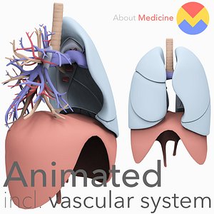 3D model anatomically lungs bronchi