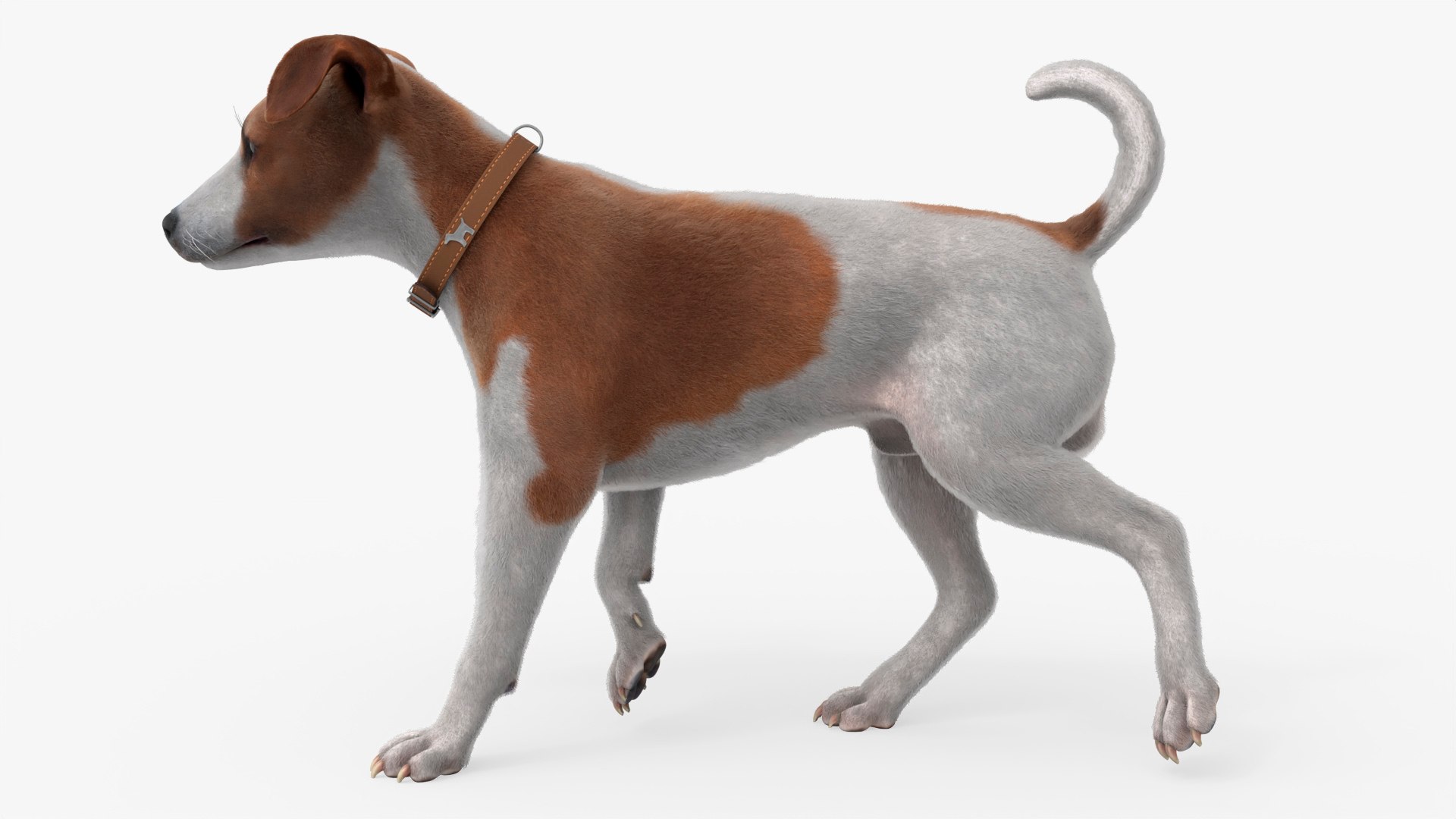 Jack Russell Terrier Fur Rigged For Blender 3D model preview