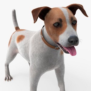 3D model Jack Russell Terrier Fur Rigged For Blender