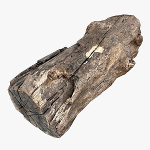 A realistic section of tree trunk model