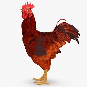 3d brown hen standing model