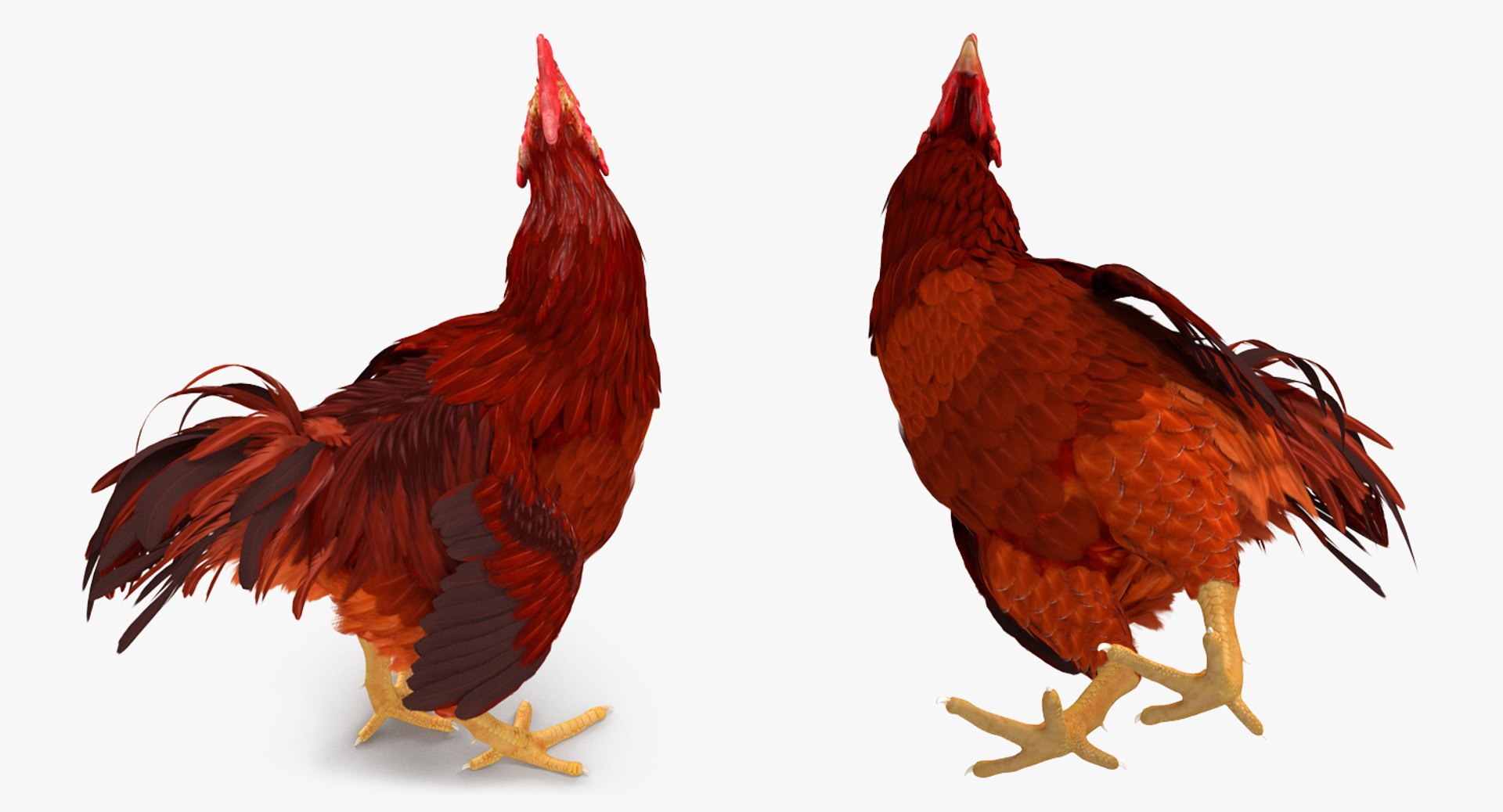 3d brown hen standing model https://p.turbosquid.com/ts-thumb/Qa/Xc7PtZ/87l1HjQy/brownhenstanding3dmodel008/jpg/1484902347/1920x1080/fit_q87/30adc2acea9bda7c9f2d5563f9ef00c9026d6025/brownhenstanding3dmodel008.jpg