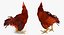 Brown Hen Standing 3D Model