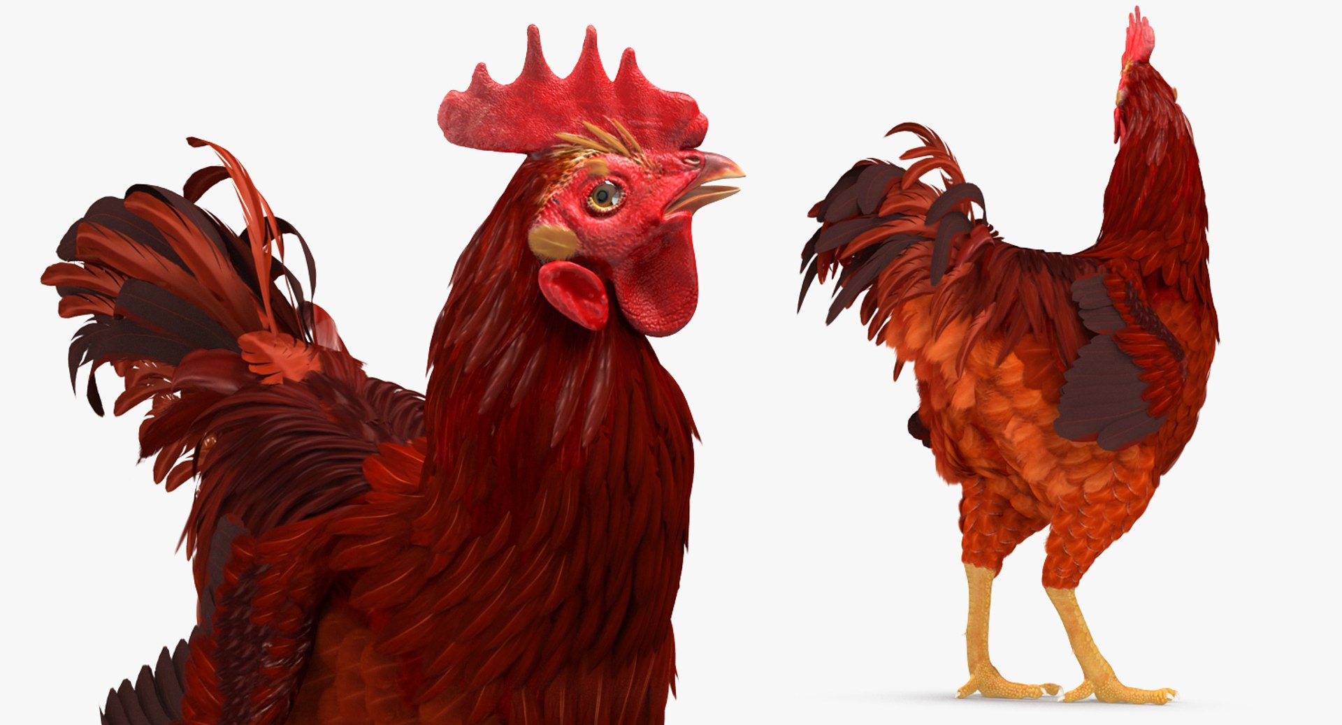 3d brown hen standing model https://p.turbosquid.com/ts-thumb/Qa/Xc7PtZ/U79Lh3Yr/brownhenstanding3dmodel007/jpg/1484902347/1920x1080/fit_q87/a6544f764e60d6db87cfd41addafc4e6d03bd064/brownhenstanding3dmodel007.jpg