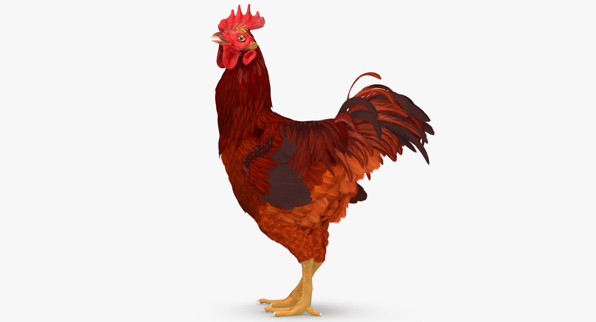 Brown Hen Standing 3D Model 3D model preview