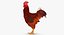 Brown Hen Standing 3D Model
