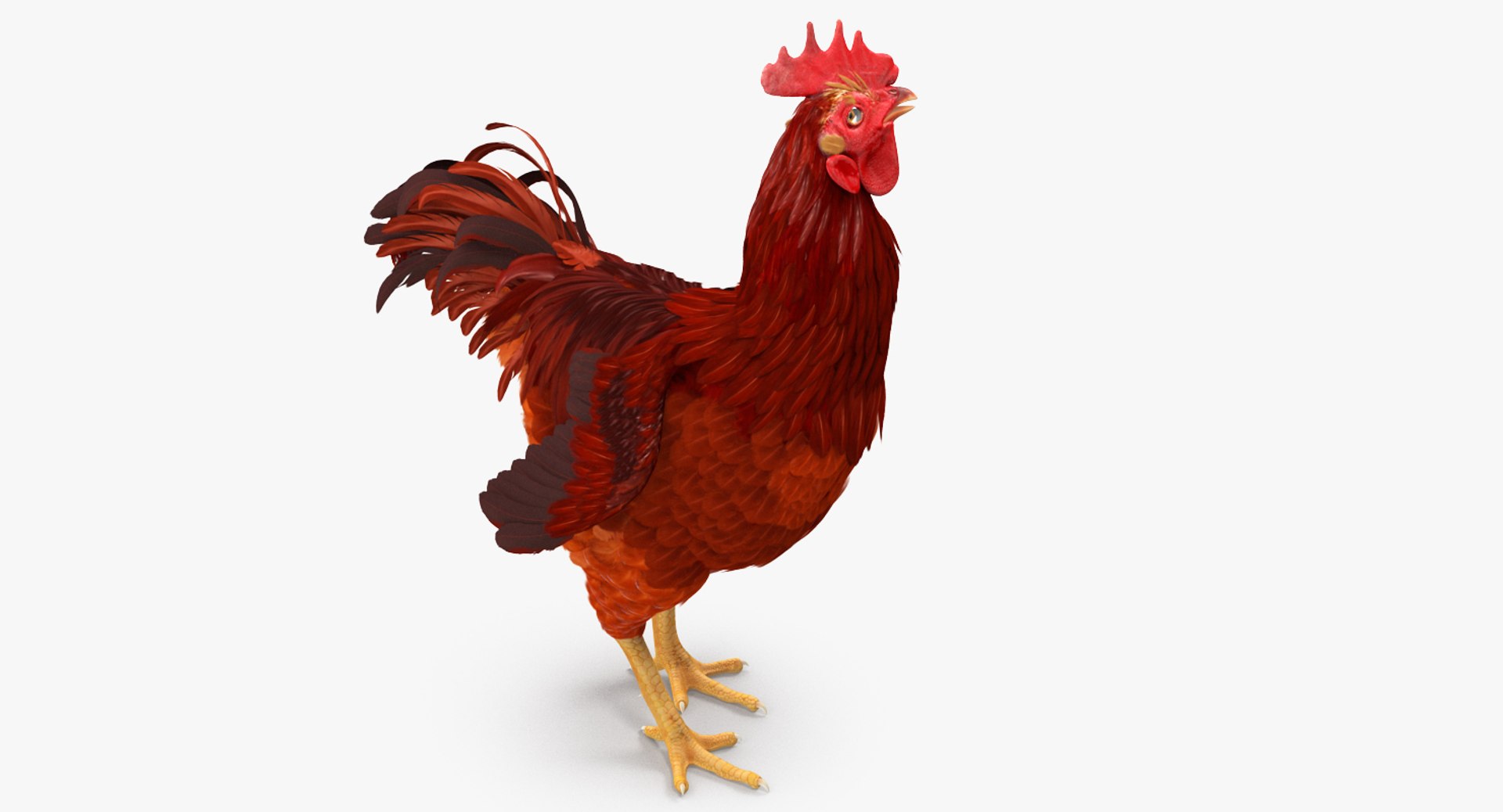 3d brown hen standing model https://p.turbosquid.com/ts-thumb/Qa/Xc7PtZ/swFVWJNk/brownhenstanding3dmodel005/jpg/1484902347/1920x1080/fit_q87/8cc5a4d258d44898d9fca1017d6315bb1a7a8942/brownhenstanding3dmodel005.jpg