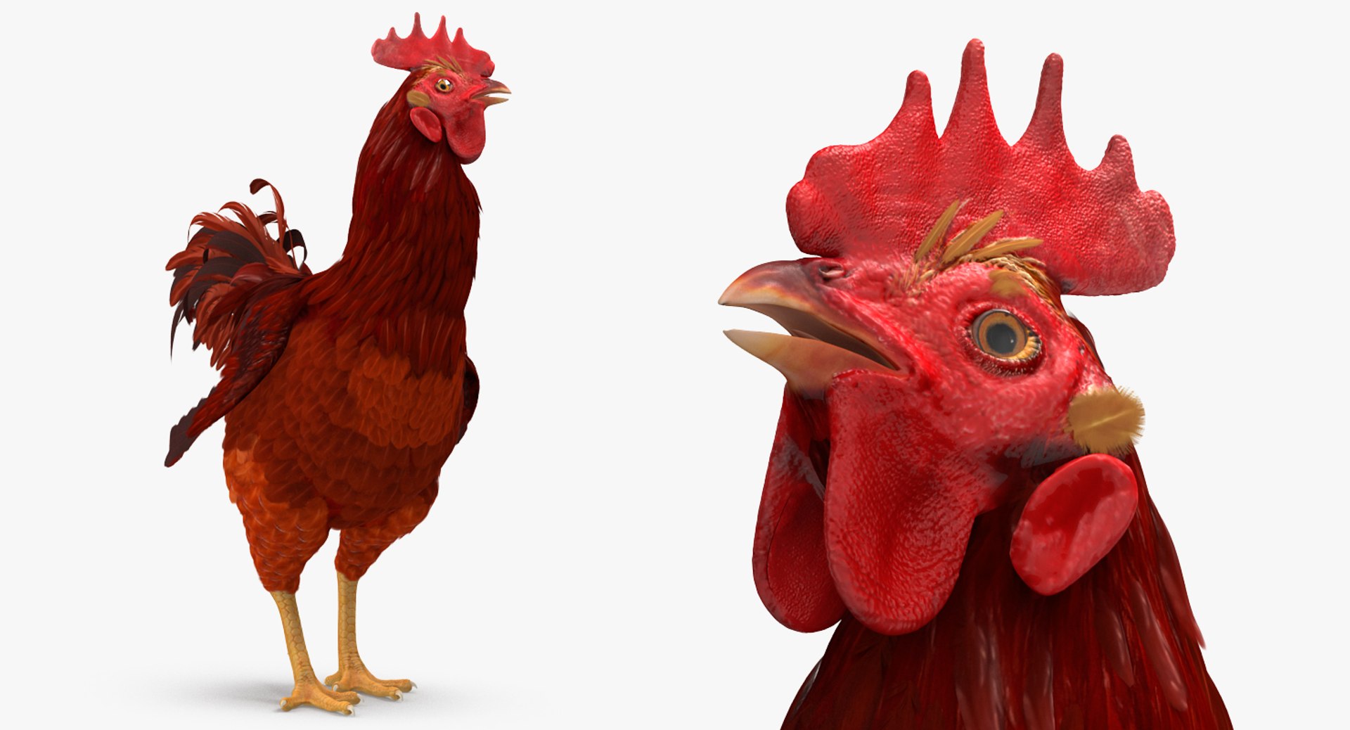 3d brown hen standing model https://p.turbosquid.com/ts-thumb/Qa/Xc7PtZ/xYg9QI23/brownhenstanding3dmodel003/jpg/1484902347/1920x1080/fit_q87/44e74b924b0f6a350ff68709be344e9d723b47a4/brownhenstanding3dmodel003.jpg