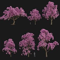 Handroanthus heptaphyllus - Pink trumpet tree Low-poly 3D model