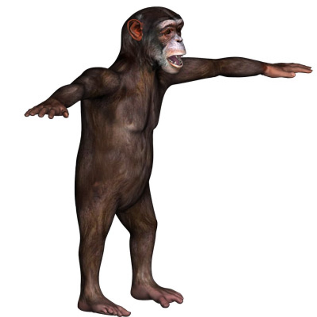 Chimp Primate 3d Model