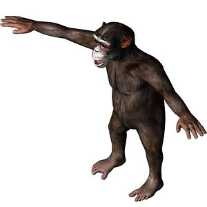chimp primate 3d model