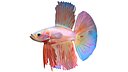 Betta Fish 4