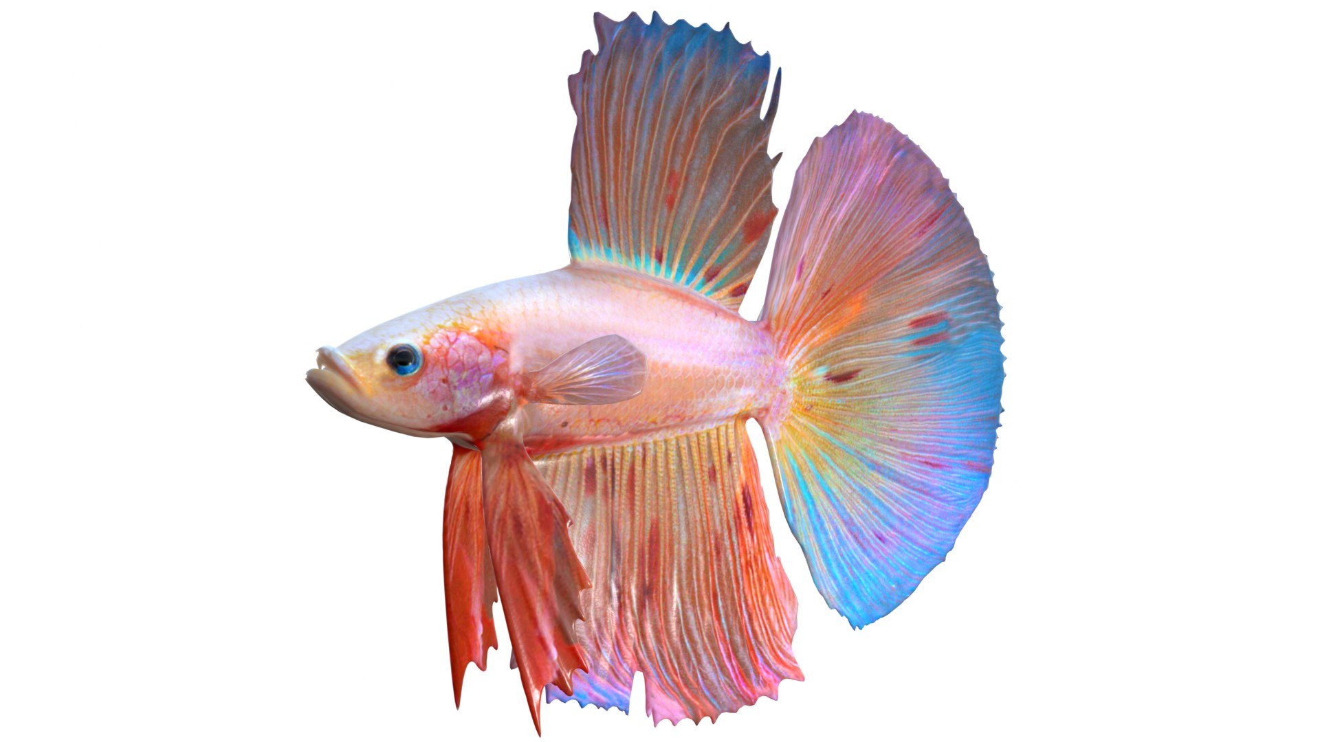 3D 50 Fish Sea Creature Collection v3 https://p.turbosquid.com/ts-thumb/Qa/xyz41V/m9/1/jpg/1790299825/1920x1080/fit_q87/1097e0324fd5783a484a05a12b8280c372c4f35b/1.jpg