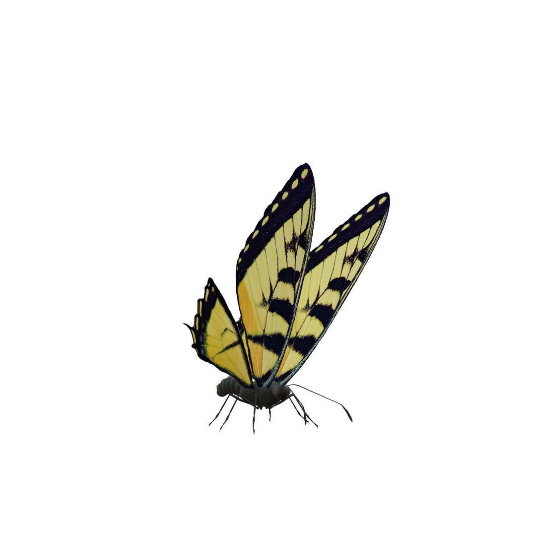 Butterfly Collection Pack 1-6 model - TurboSquid 2068507