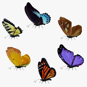 Butterfly Collection Pack 1-6