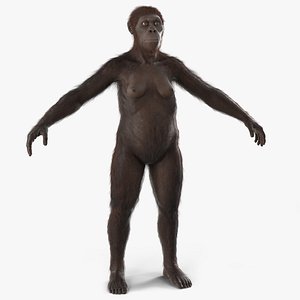3D Museum-Grade Replica of Prehistoric Australopithecus Female Black Fur model