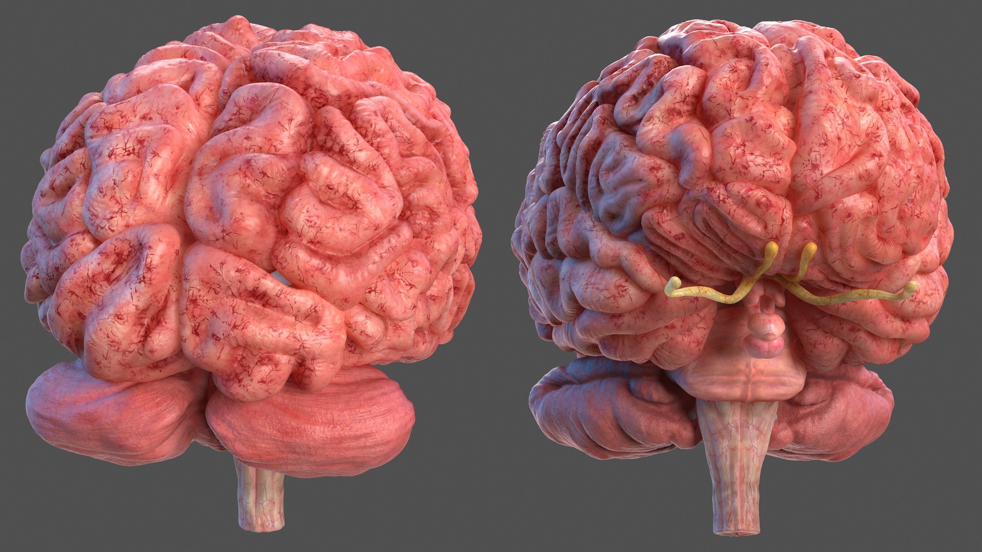 3D human brain anatomy model https://p.turbosquid.com/ts-thumb/Qb/ULSdCL/84FVl2dW/humanbrainfullanatomymb3dmodel008/jpg/1572746321/1920x1080/fit_q87/fae79d522ba74de78143c358c969b63ea8f94c0f/humanbrainfullanatomymb3dmodel008.jpg