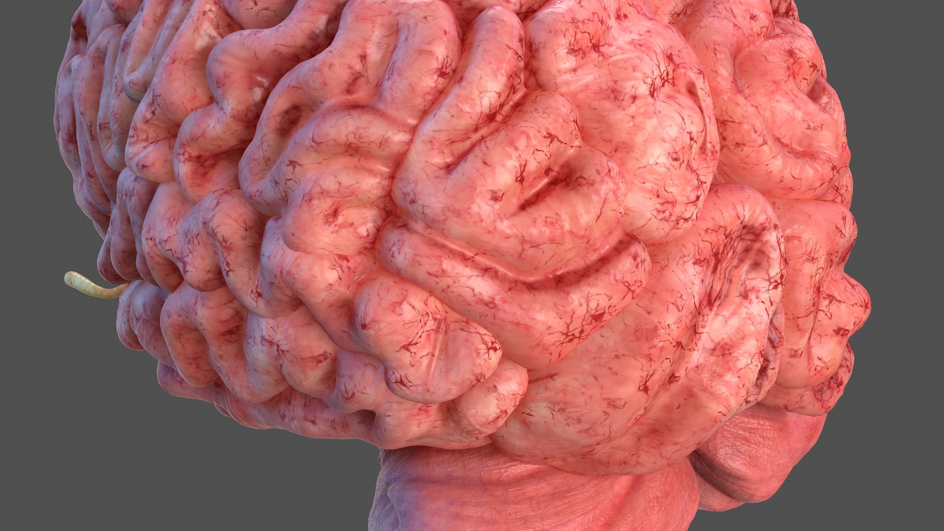 3D human brain anatomy model https://p.turbosquid.com/ts-thumb/Qb/ULSdCL/8BZ8SPC4/humanbrainfullanatomymb3dmodel019/jpg/1572746369/1920x1080/fit_q87/cc6e3267c70ea20b8ad605aa0cff37361fc23c0a/humanbrainfullanatomymb3dmodel019.jpg