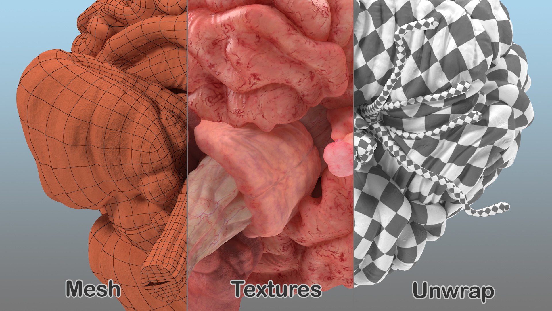3D human brain anatomy model https://p.turbosquid.com/ts-thumb/Qb/ULSdCL/Hf1bXfww/humanbrainfullanatomymb3dmodel015/jpg/1572746351/1920x1080/fit_q87/61861e5bed467bb066dd118b168e90cb07706960/humanbrainfullanatomymb3dmodel015.jpg