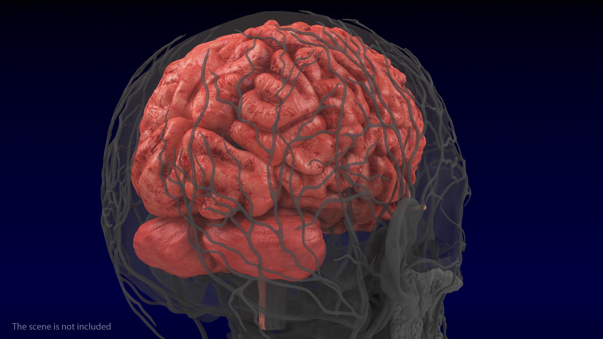 3D Human Brain Anatomy Model - TurboSquid 1467456