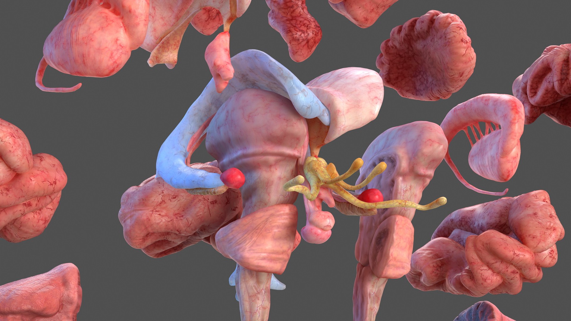 3D human brain anatomy model https://p.turbosquid.com/ts-thumb/Qb/ULSdCL/QABbBqKw/humanbrainfullanatomymb3dmodel011/jpg/1572746333/1920x1080/fit_q87/91e82aaeaa0c02258940a7f337cb23667f54a575/humanbrainfullanatomymb3dmodel011.jpg