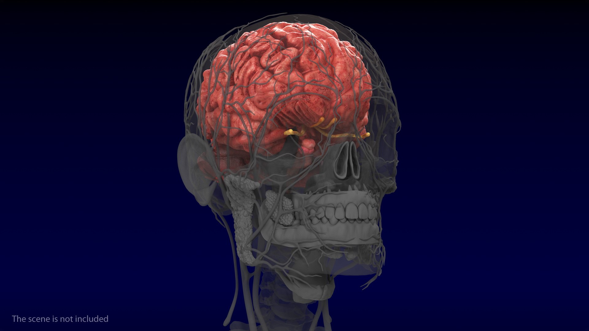 3D human brain anatomy model https://p.turbosquid.com/ts-thumb/Qb/ULSdCL/UWctqsqK/humanbrainfullanatomymb3dmodel002/jpg/1572746294/1920x1080/fit_q87/fef7e16daa7854c31acb2de3a6f7d16eb6592525/humanbrainfullanatomymb3dmodel002.jpg