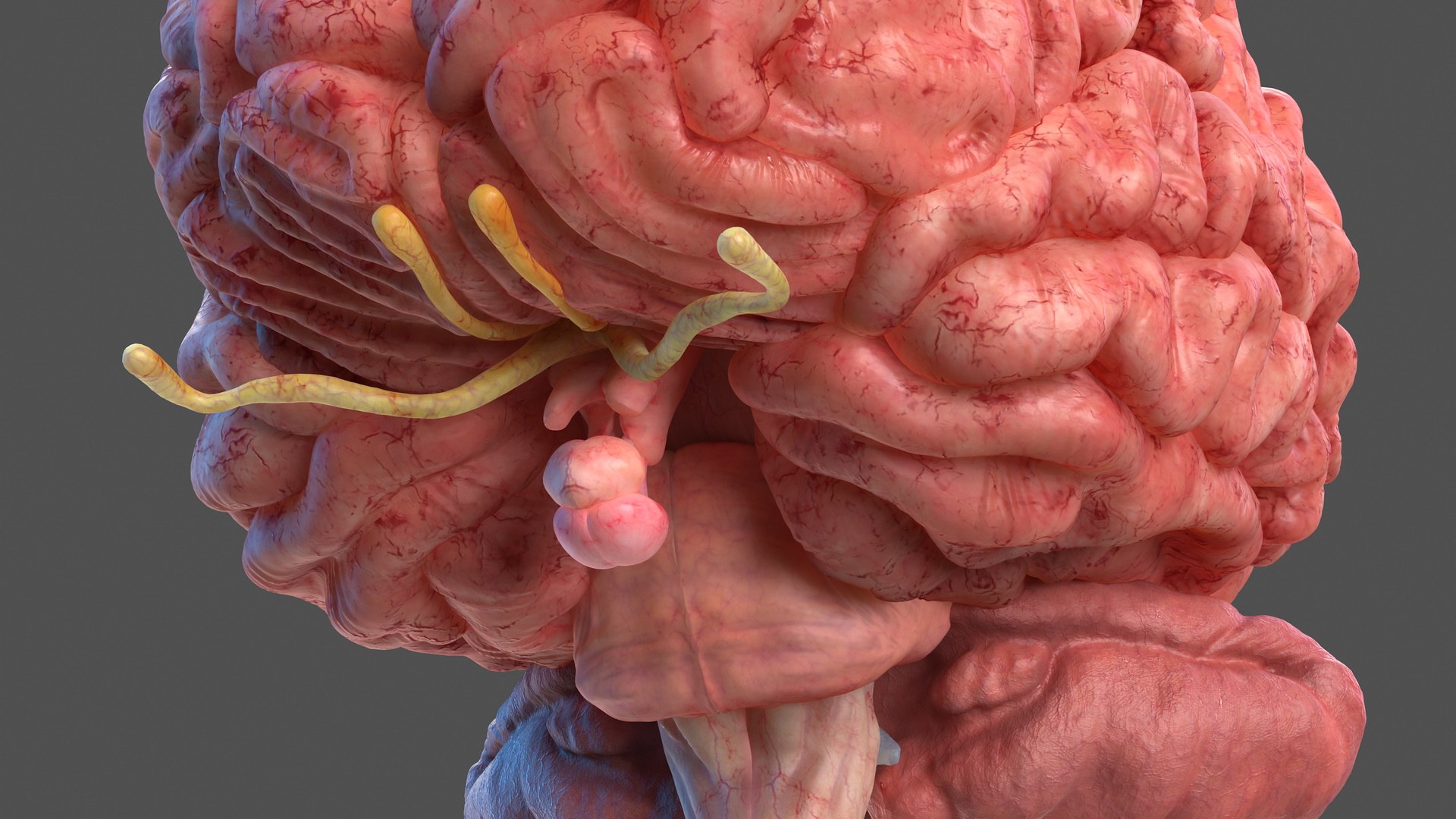3D human brain anatomy model https://p.turbosquid.com/ts-thumb/Qb/ULSdCL/f6izlDLw/humanbrainfullanatomymb3dmodel018/jpg/1572746365/1920x1080/fit_q87/024b17a6b57c3c434ec16384c71bd625147613c6/humanbrainfullanatomymb3dmodel018.jpg