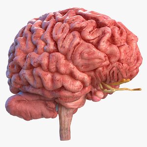 3D human brain anatomy model