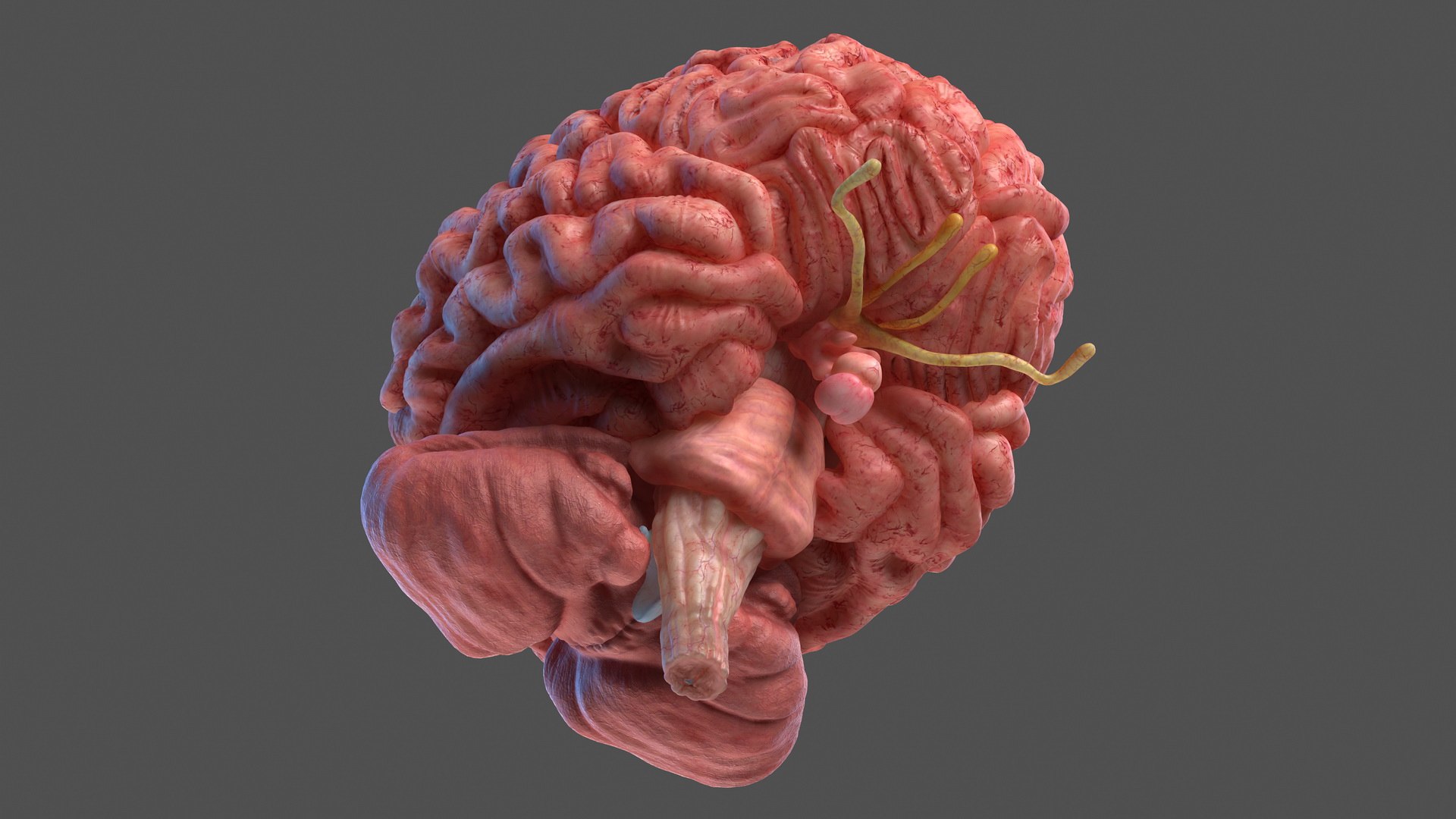 3D human brain anatomy model https://p.turbosquid.com/ts-thumb/Qb/ULSdCL/mimWePC5/humanbrainfullanatomymb3dmodel017/jpg/1572746360/1920x1080/fit_q87/9e8a7bac652f1e307e92d9f7df237890f1d09399/humanbrainfullanatomymb3dmodel017.jpg