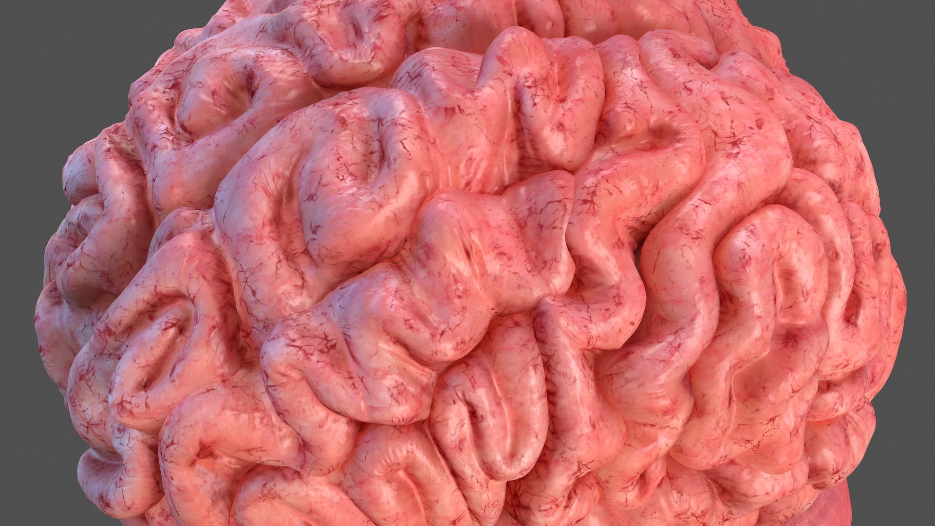 3D human brain anatomy model https://p.turbosquid.com/ts-thumb/Qb/ULSdCL/oC0PScNO/humanbrainfullanatomymb3dmodel020/jpg/1572746373/1920x1080/fit_q87/f2debc84647761b856240d397f176b5b8cbf2486/humanbrainfullanatomymb3dmodel020.jpg