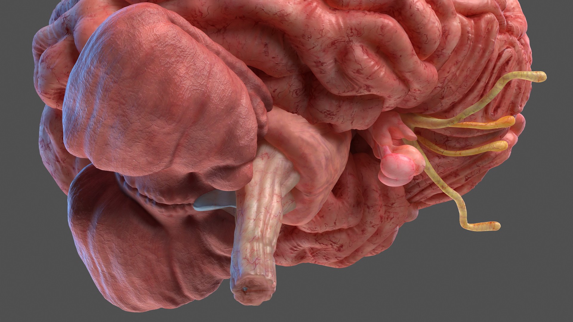 3D human brain anatomy model https://p.turbosquid.com/ts-thumb/Qb/ULSdCL/rVx4x869/humanbrainfullanatomymb3dmodel021/jpg/1572746378/1920x1080/fit_q87/a0e07485826139e55559d5118e917c57461c2252/humanbrainfullanatomymb3dmodel021.jpg